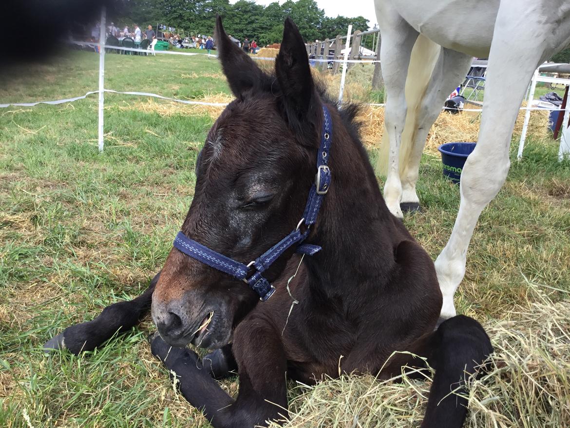 Connemara Ålskovs Wizzard billede 12