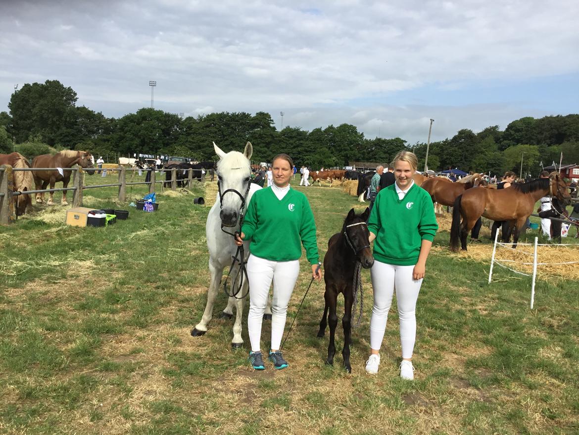 Connemara Ålskovs Wizzard billede 11