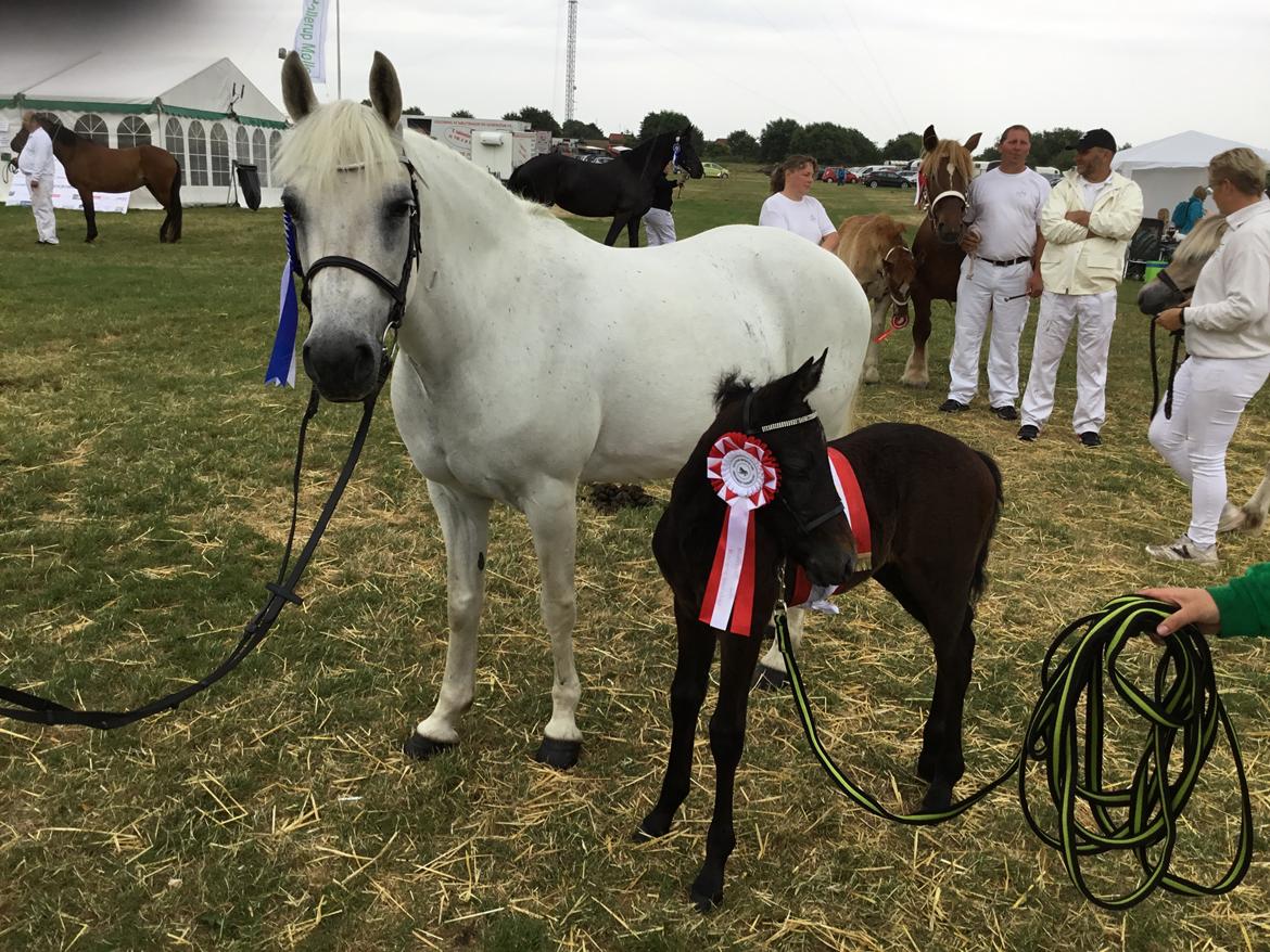 Connemara Ålskovs Wizzard billede 14