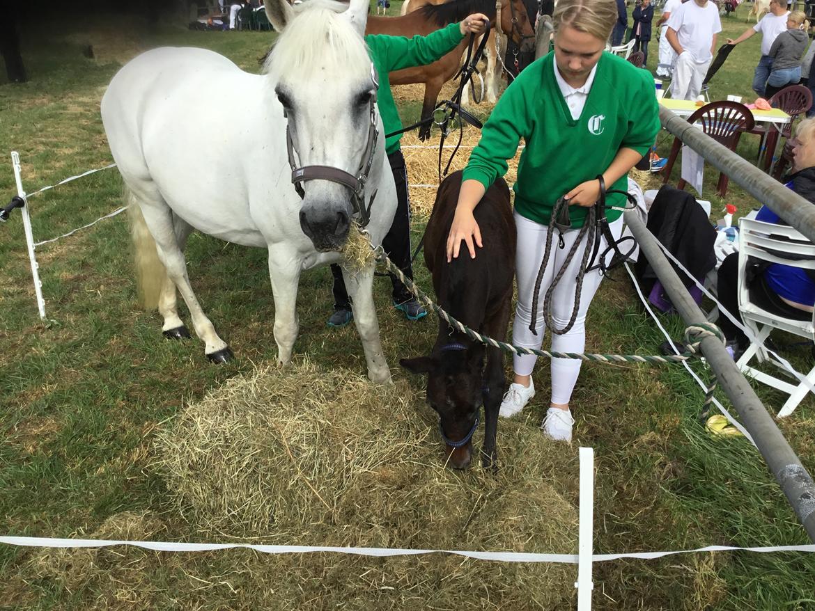 Connemara Ålskovs Wizzard billede 16