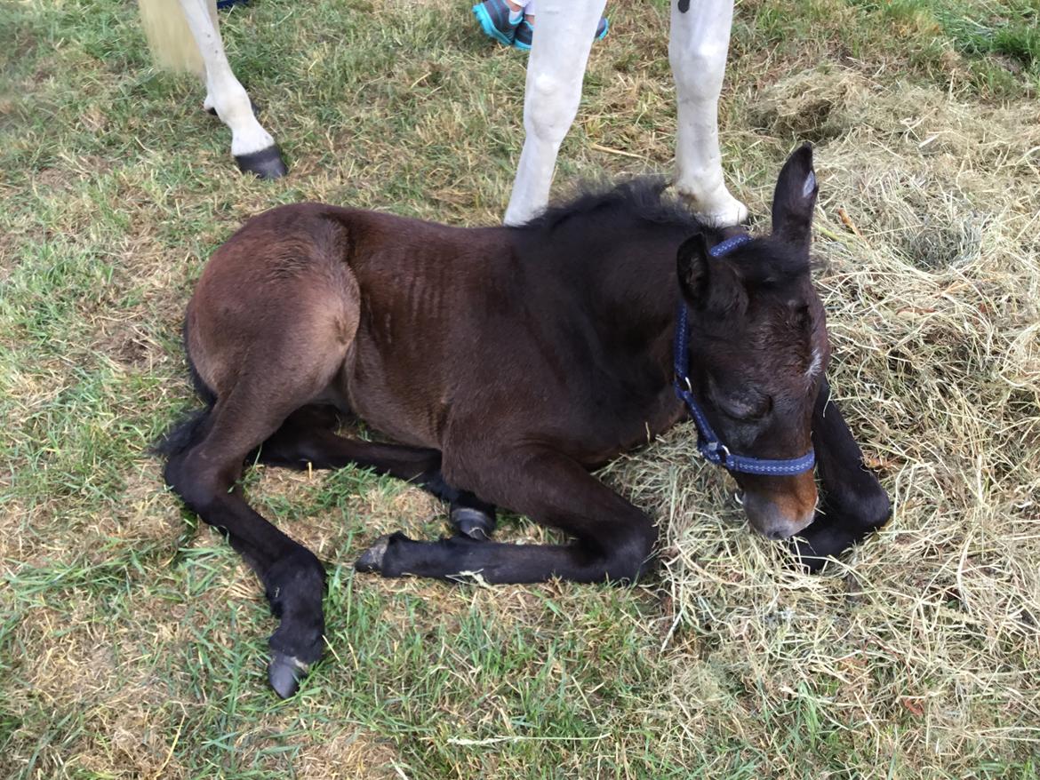 Connemara Ålskovs Wizzard billede 13