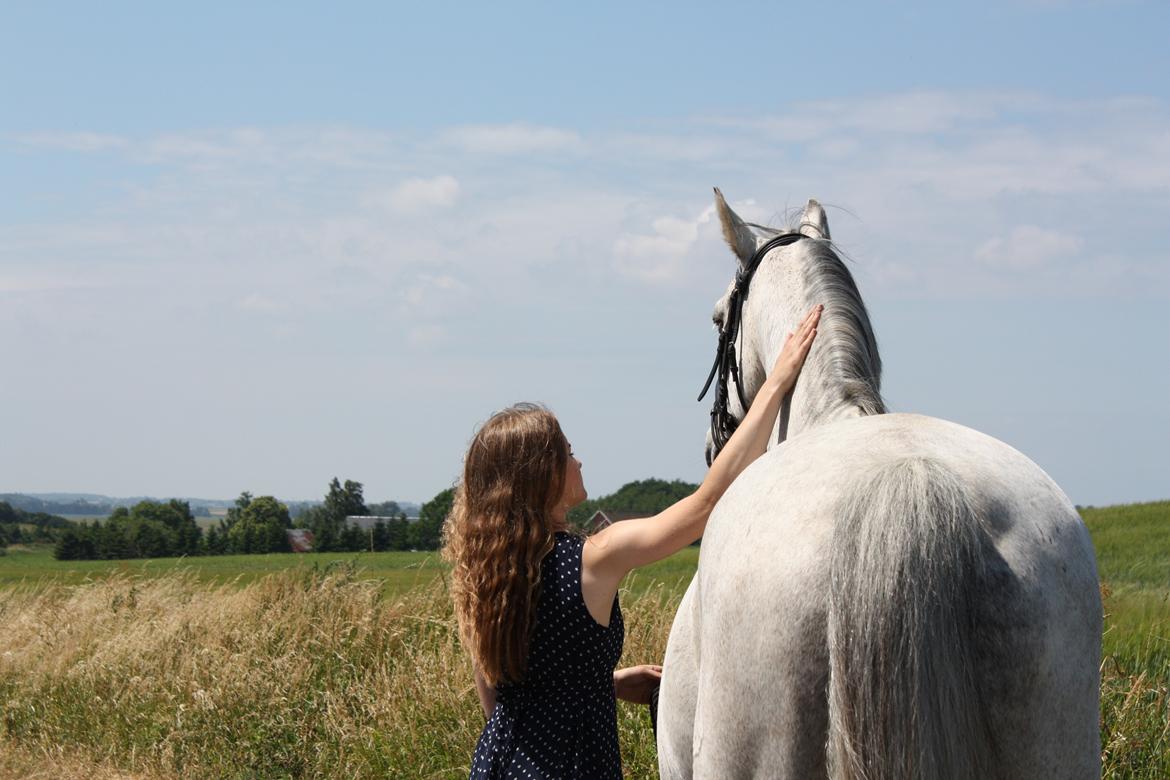 Anglo Araber (AA) Kessler billede 20