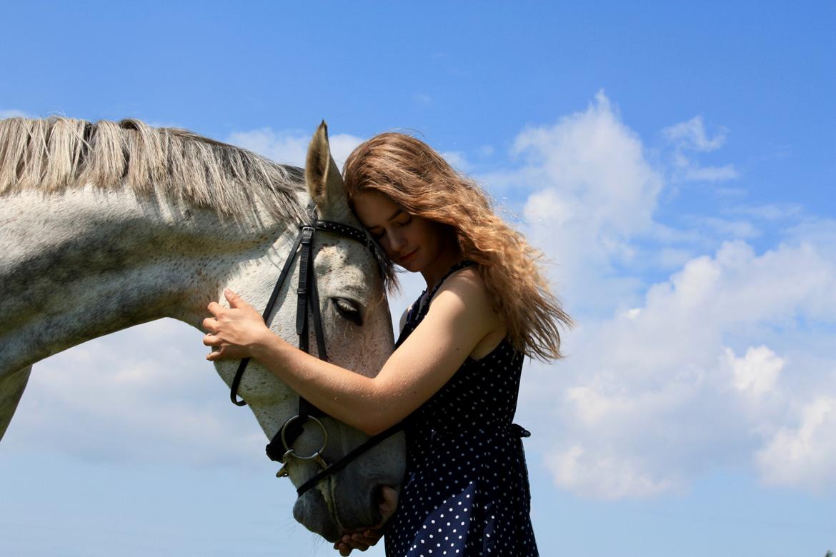 Anglo Araber (AA) Kessler - De sidste billeder, inden han bliver sendt til de evige græsmarker <3 20-06-2018 billede 3