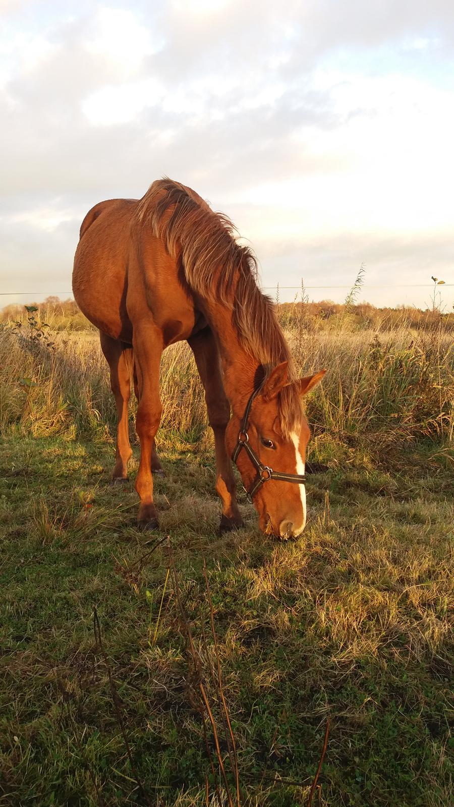 Dansk Varmblod Oksegaardens Lancelot billede 1