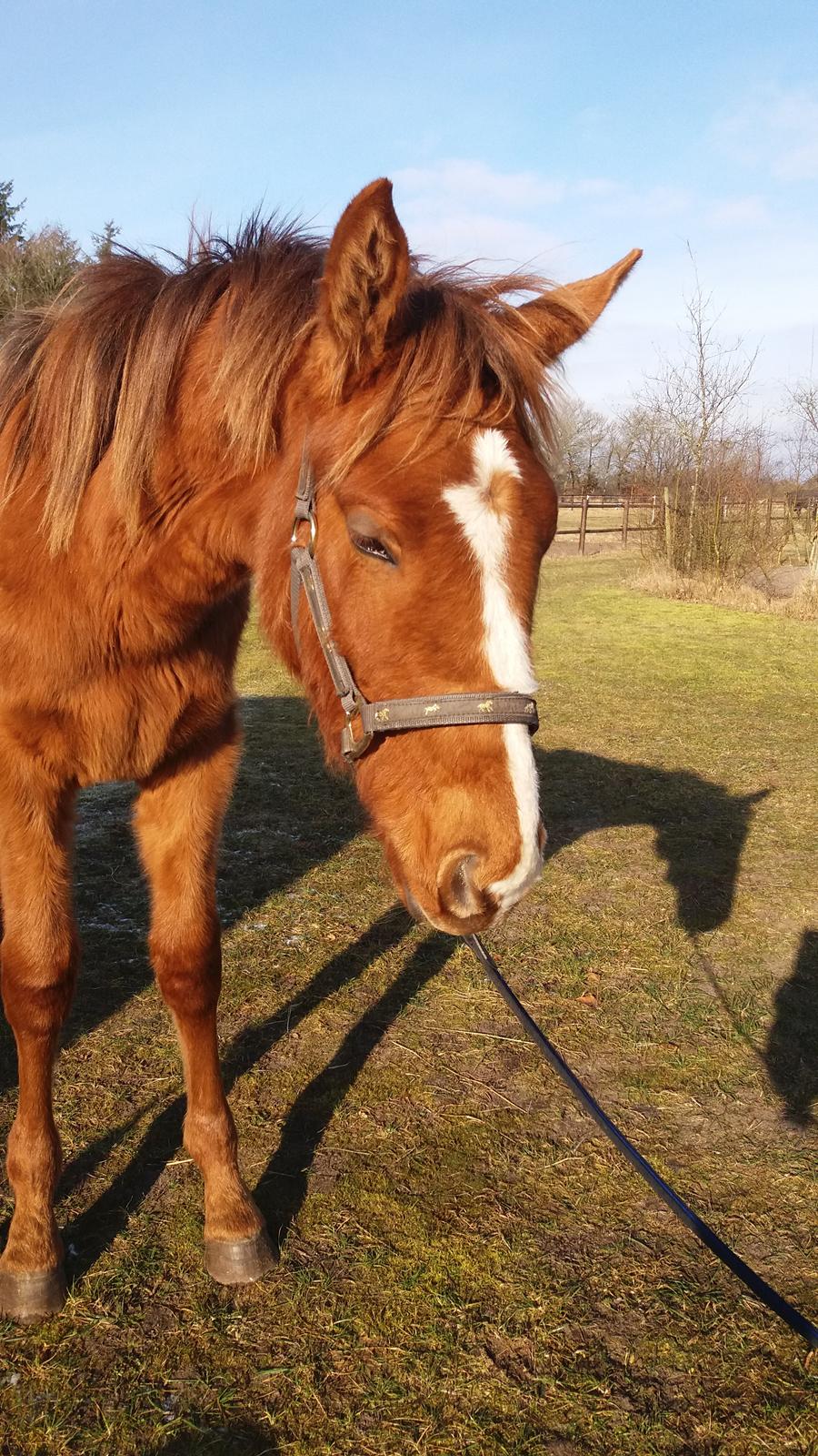 Dansk Varmblod Oksegaardens Lancelot billede 6