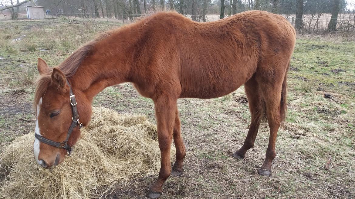 Dansk Varmblod Oksegaardens Lancelot billede 7
