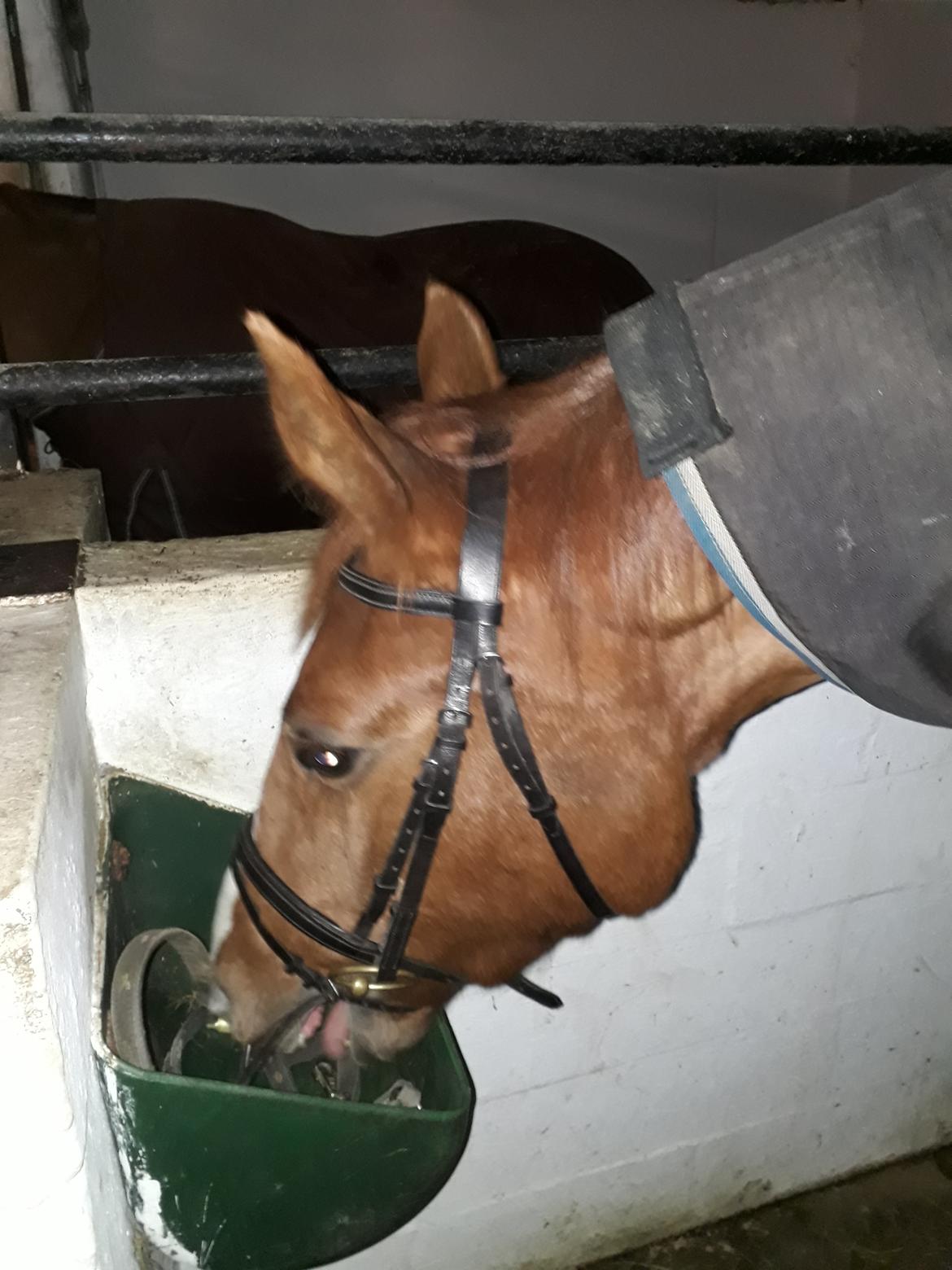 Dansk Varmblod Oksegaardens Lancelot billede 8