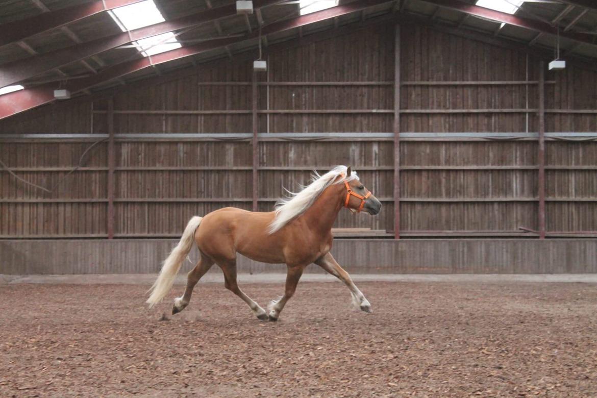 Haflinger Haflingegaarden Stingray ~ Ray ~ billede 7