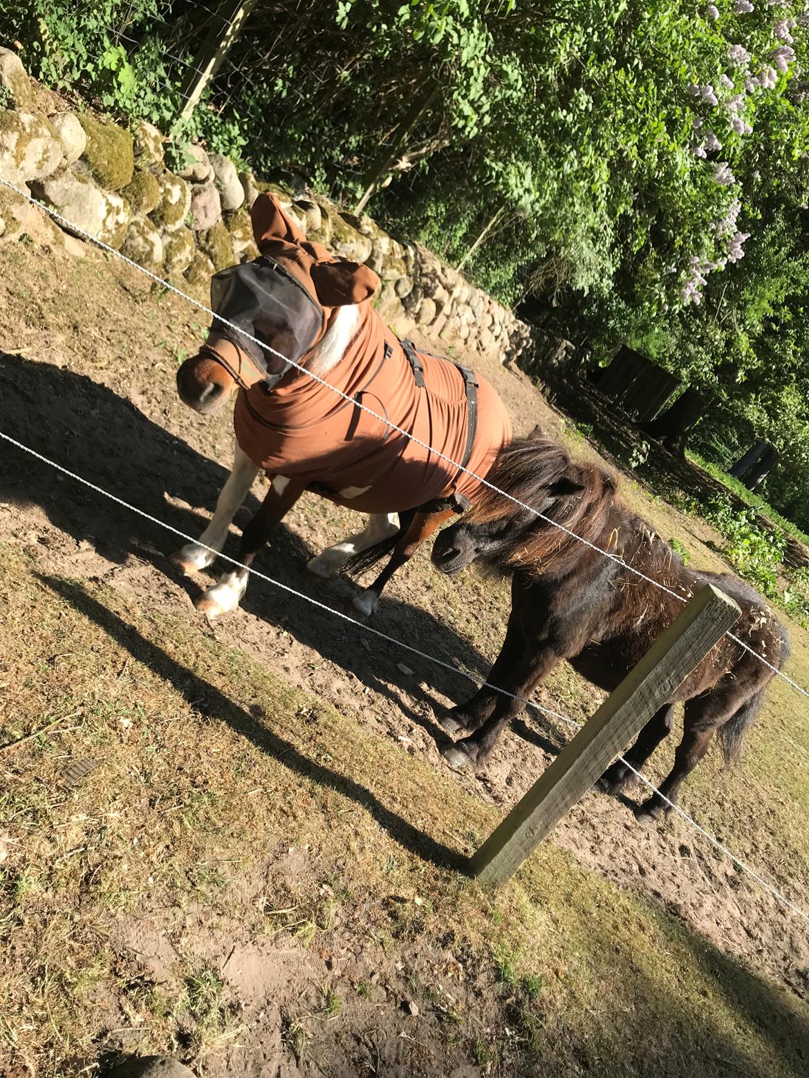 Shetlænder Smilla - Smilla og min anden part Mads billede 6