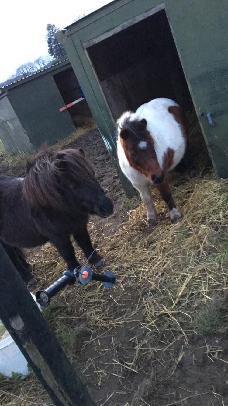 Shetlænder Smilla - Smilla og hendes mor  billede 10