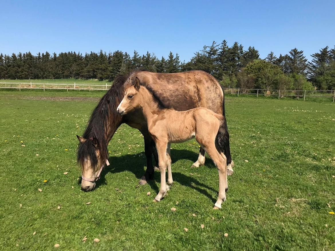 New Forest Calandias cream on top billede 10