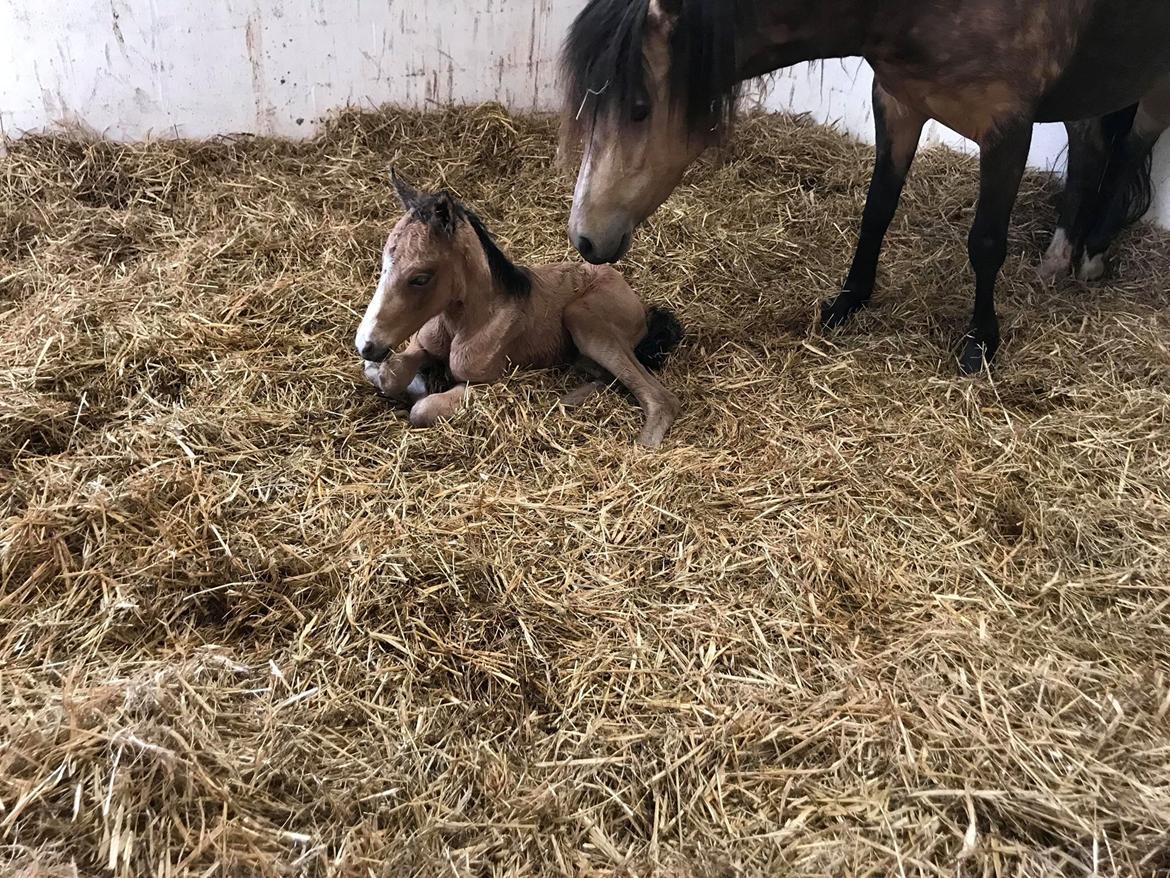 New Forest Calandias cream on top billede 9