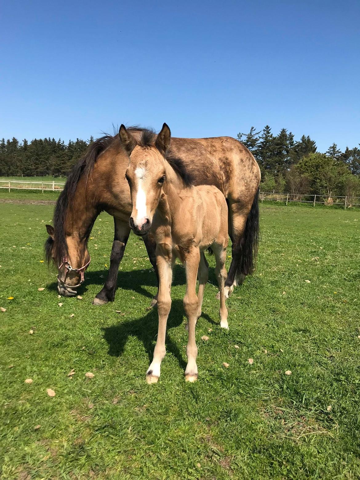 New Forest Calandias cream on top billede 8