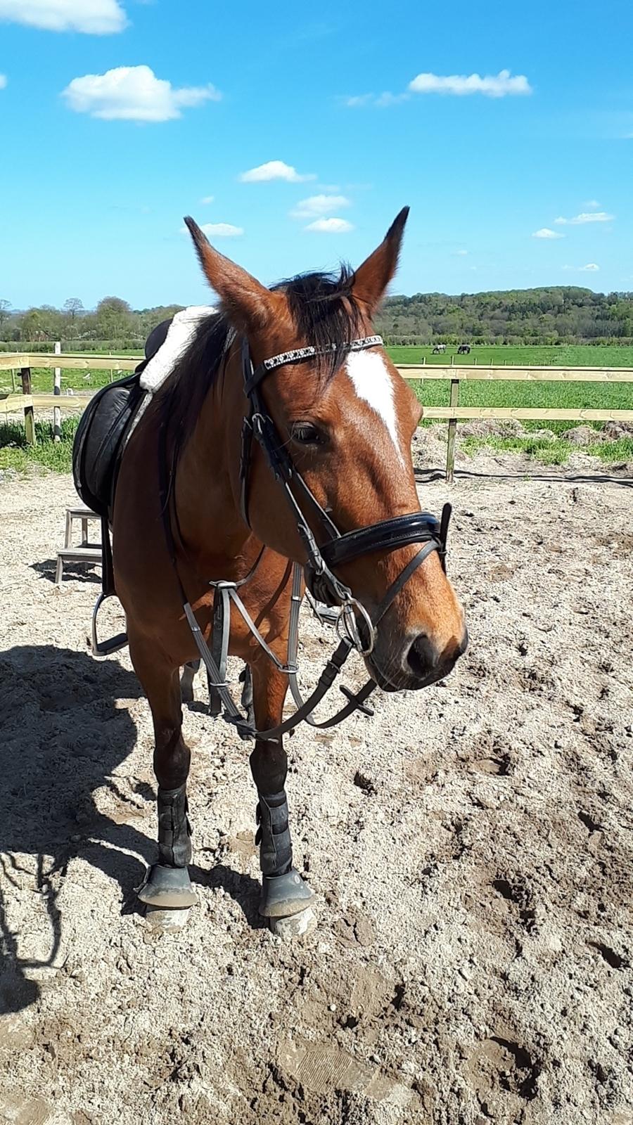 Traver Return Sujaki - Baby billede 16