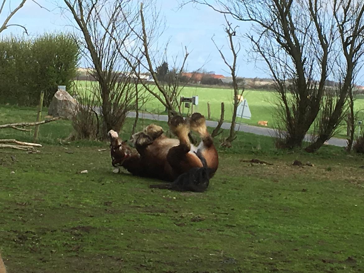 Tinker Pippa van de tukker solgt  billede 9