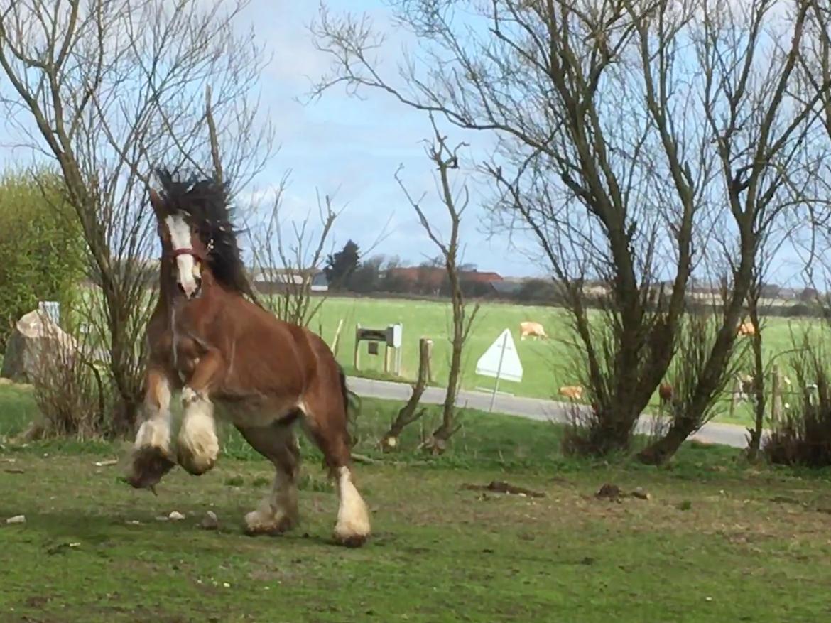 Tinker Pippa van de tukker solgt  billede 10