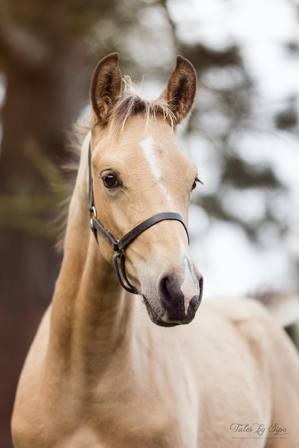 Sportsaraber (A) Richelieu's Cornetto - Taget af Tales by Sipo, 30. september 2017 billede 2