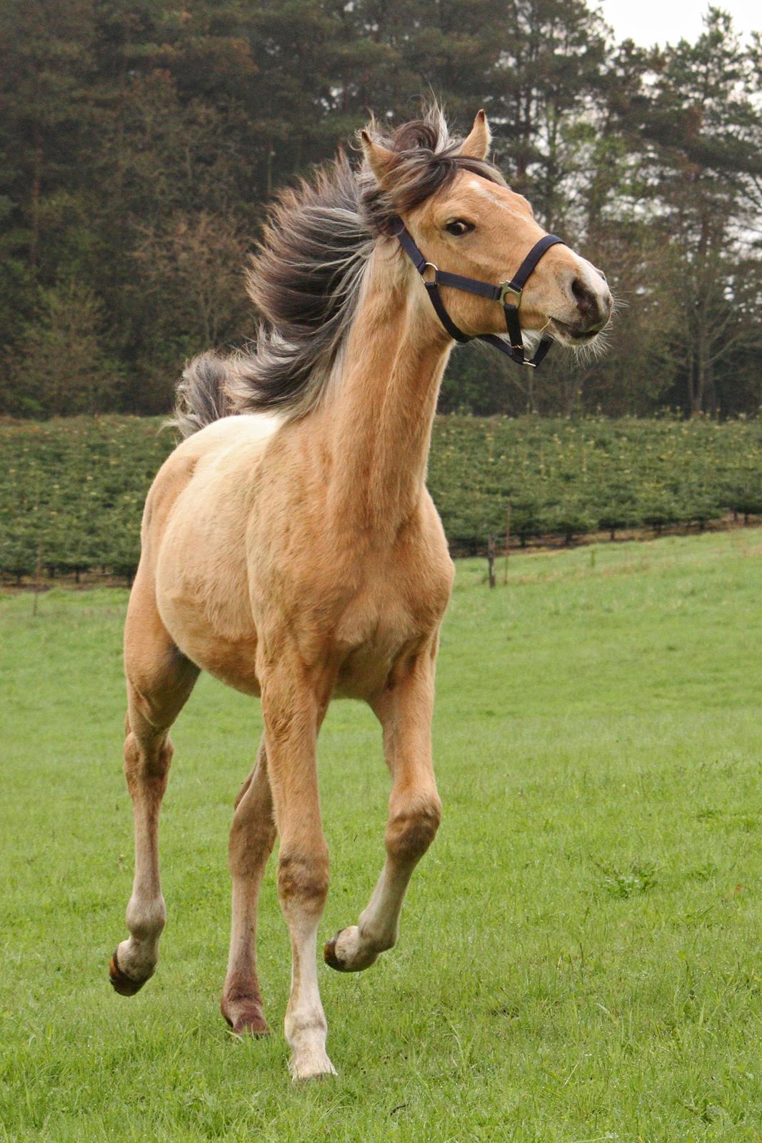 Sportsaraber (A) Richelieu's Cornetto - Taget af Tanja A. d. 1. maj 2018 billede 3
