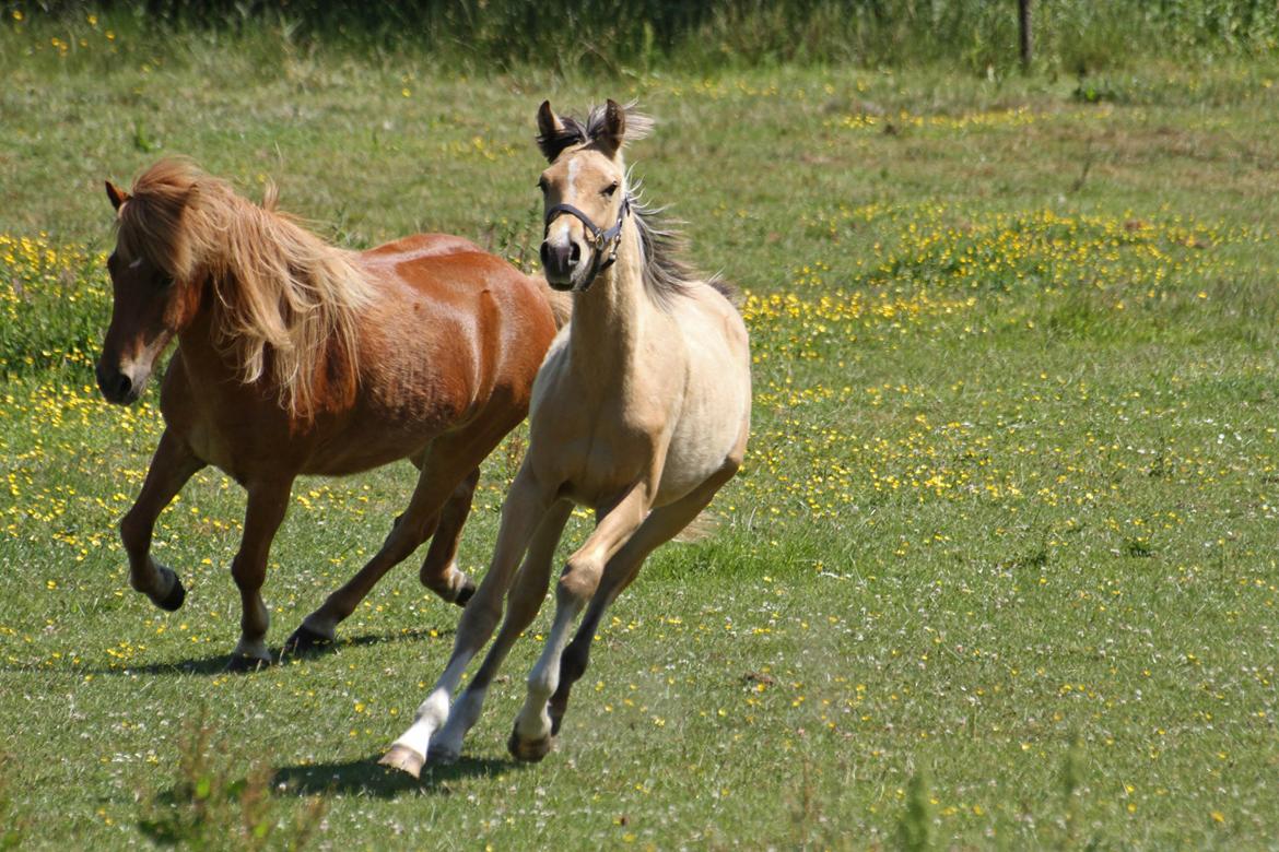 Sportsaraber (A) Richelieu's Cornetto - Taget af Tanja A. d. 1. Maj 2018 billede 4