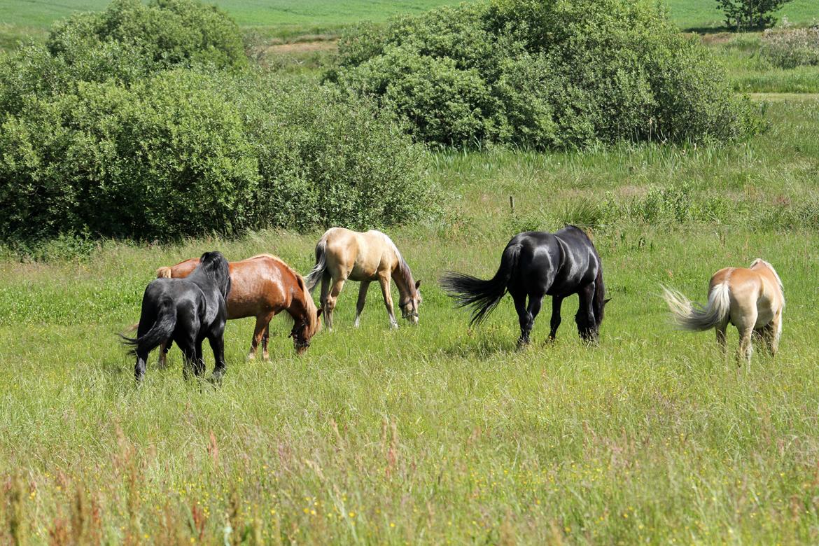 Sportsaraber (A) Richelieu's Cornetto - Taget af Tanja A. d. 5. Juni 2018 billede 9