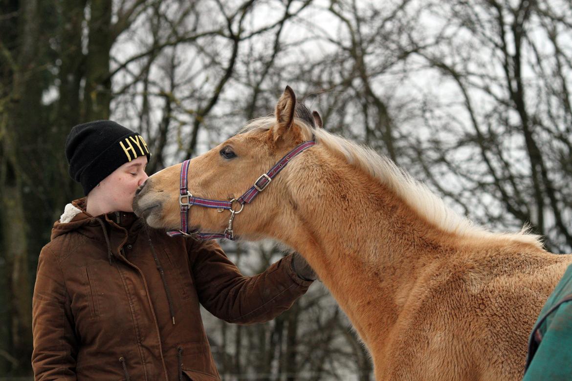 Sportsaraber (A) Richelieu's Cornetto - Taget af Tanja A. d. 14. Januar 2018 billede 10