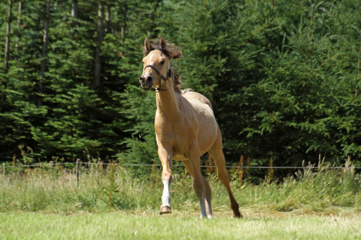 Sportsaraber (A) Richelieu's Cornetto - Taget af Tanja A. d. 5. Juni 2018 billede 13
