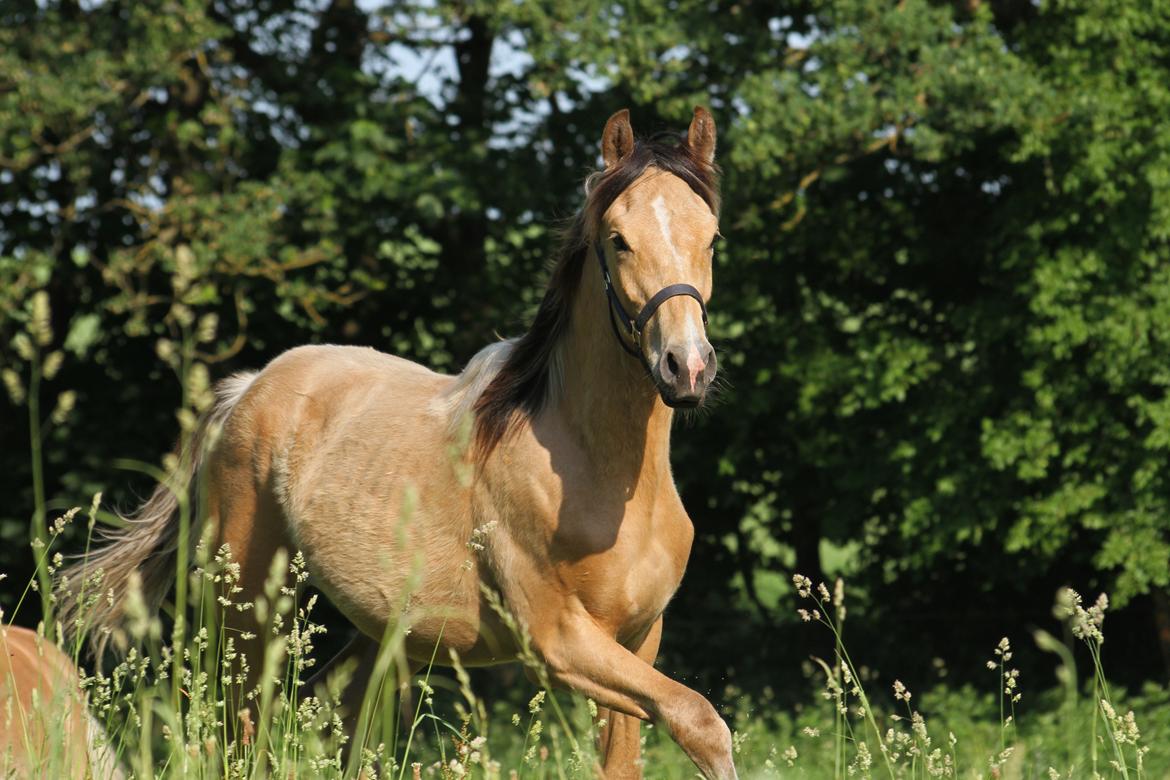Sportsaraber (A) Richelieu's Cornetto - Taget af Tanja A. d. 2. Juni 2018 billede 15