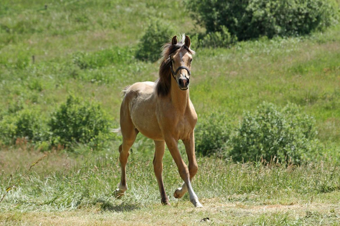 Sportsaraber (A) Richelieu's Cornetto - Taget af Tanja A. d. 5. Juni 2018 billede 16