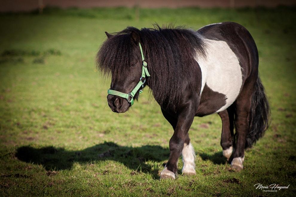 Shetlænder Vadehavets Figaro billede 16