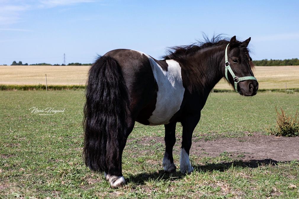 Shetlænder Vadehavets Figaro billede 14