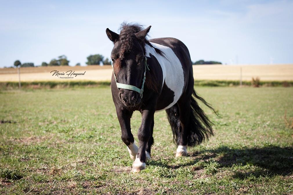 Shetlænder Vadehavets Figaro billede 13
