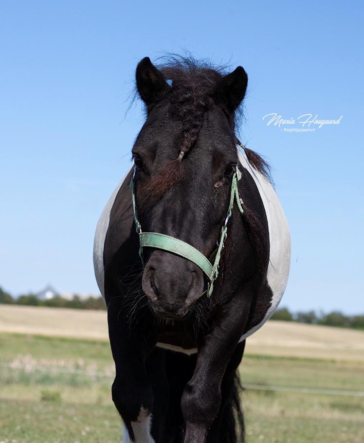 Shetlænder Vadehavets Figaro billede 12