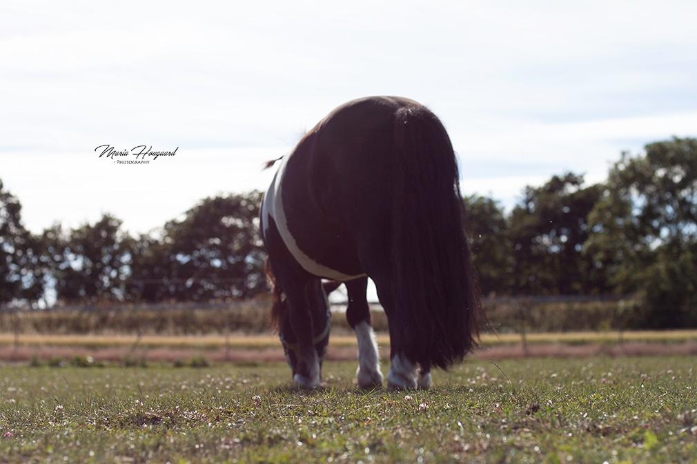Shetlænder Vadehavets Figaro billede 11