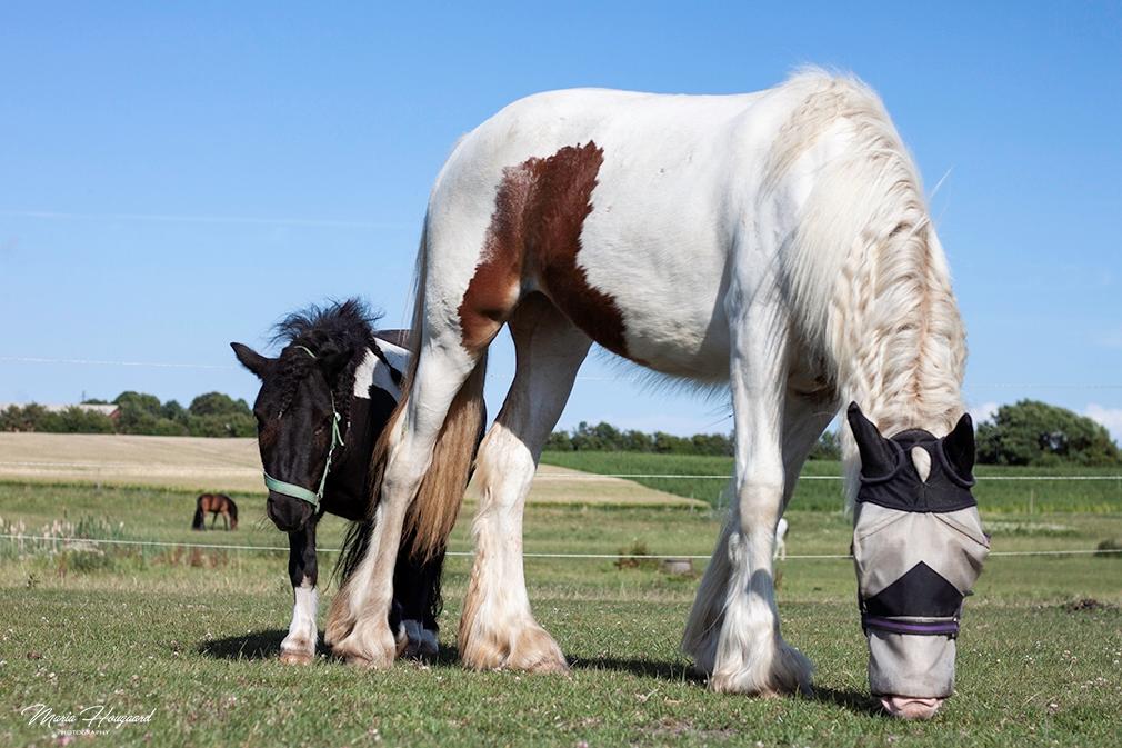 Tinker Satin's Pippi billede 14