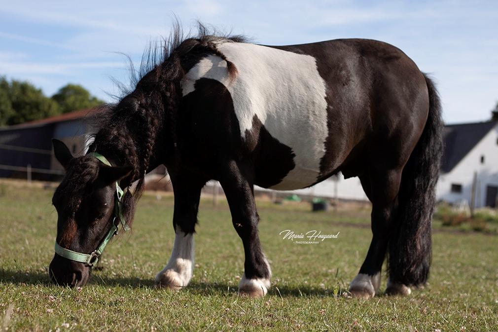 Shetlænder Vadehavets Figaro billede 15
