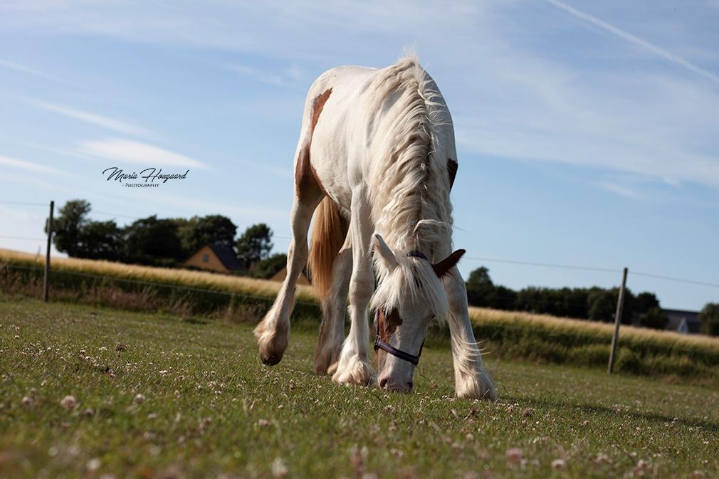 Tinker Satin's Pippi billede 9