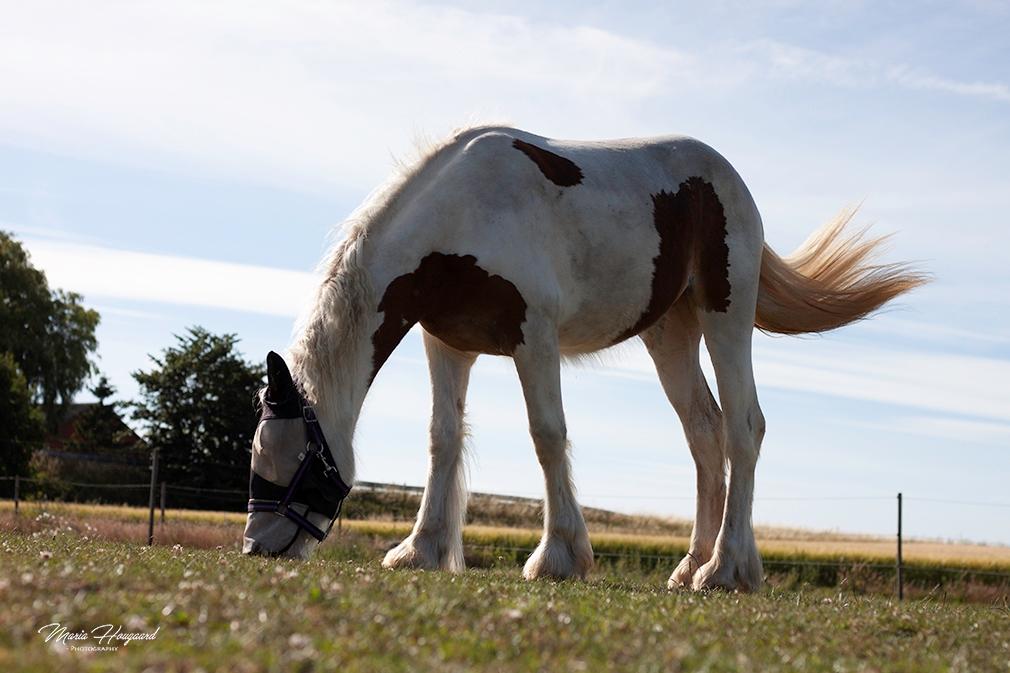 Tinker Satin's Pippi billede 6