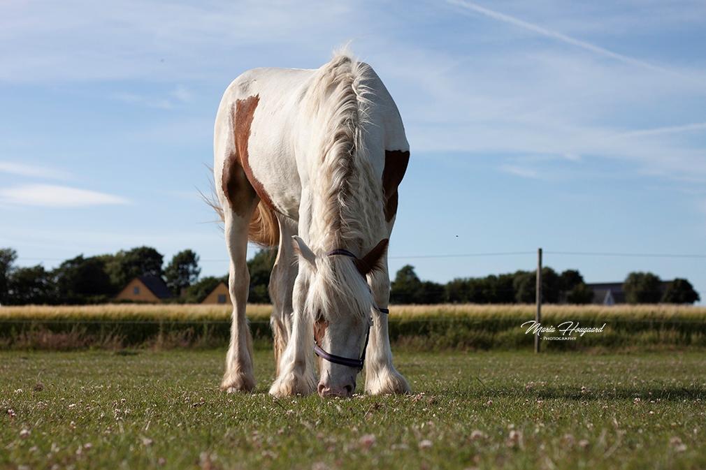 Tinker Satin's Pippi billede 7