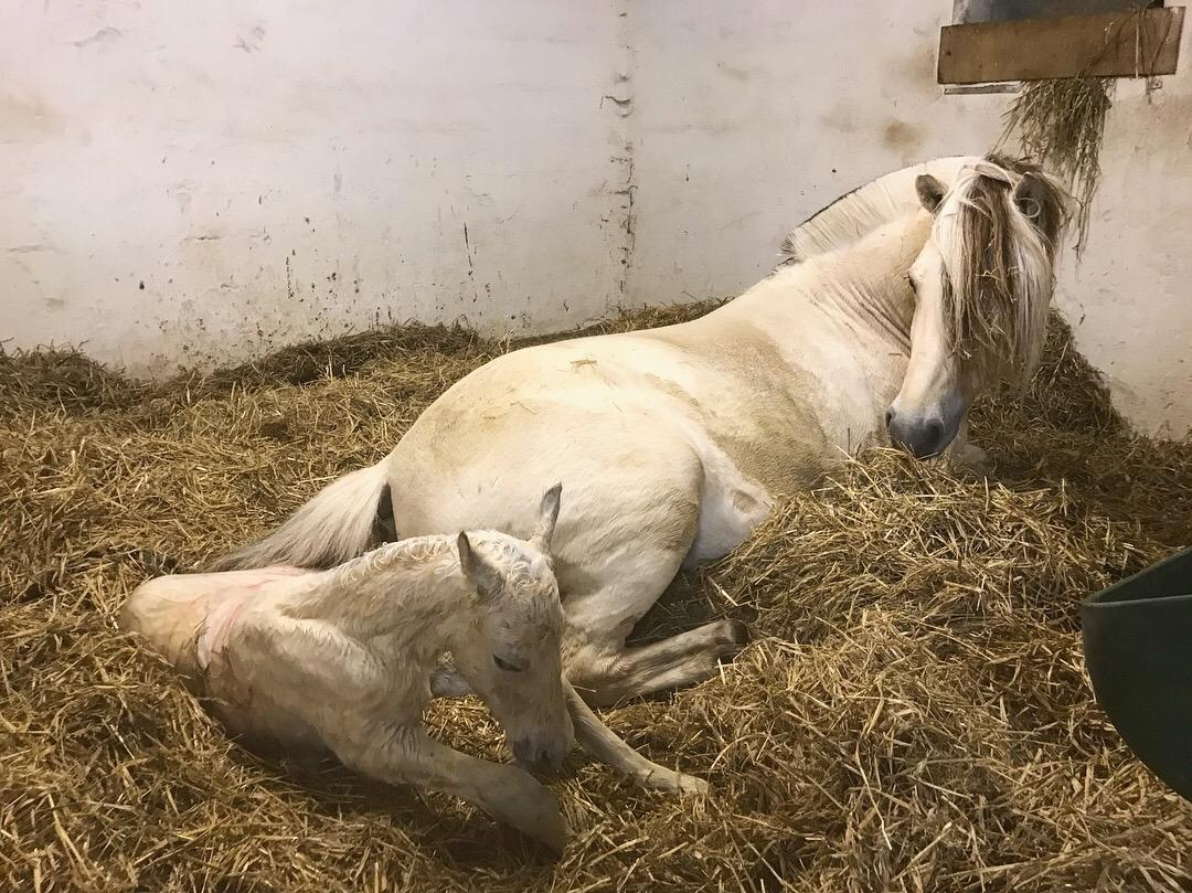 Fjordhest Gyldenfjords Knajser **Solgt** billede 4