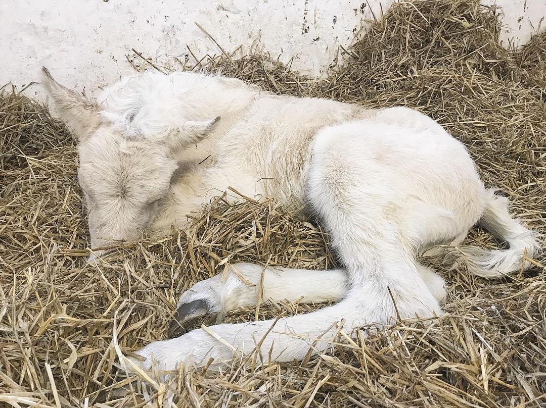 Fjordhest Gyldenfjords Knajser **Solgt** billede 5