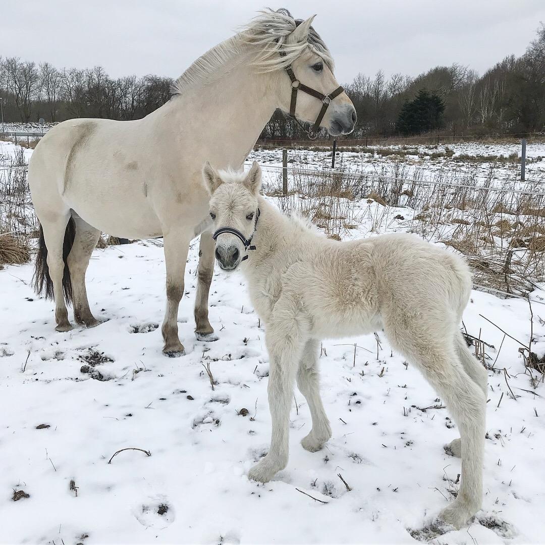 Fjordhest Gyldenfjords Knajser **Solgt** billede 8