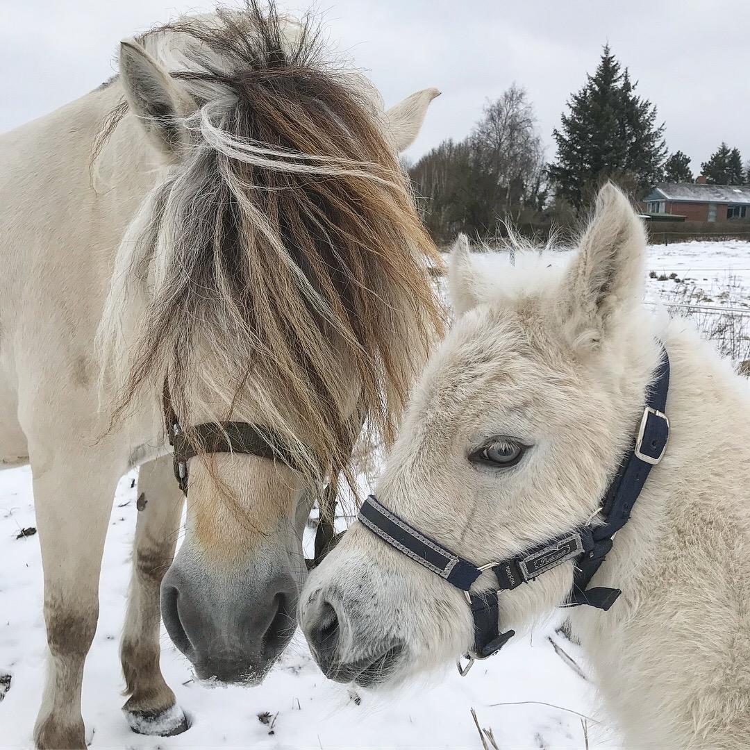 Fjordhest Gyldenfjords Knajser **Solgt** billede 7