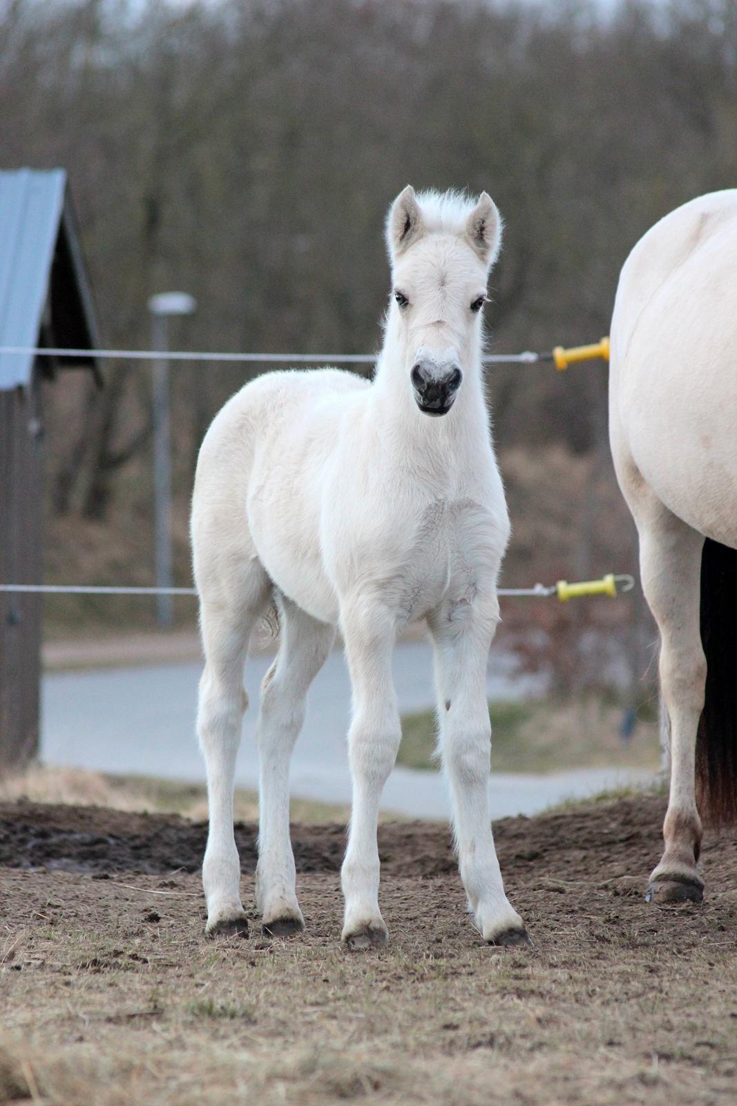 Fjordhest Gyldenfjords Knajser **Solgt** billede 10