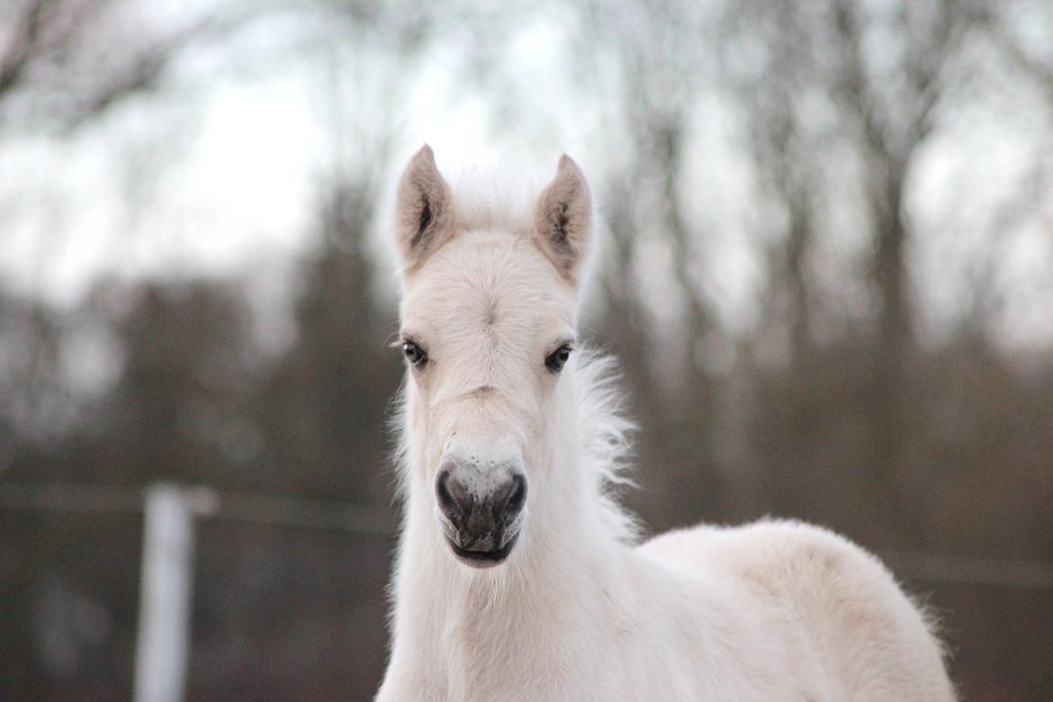 Fjordhest Gyldenfjords Knajser **Solgt** billede 6