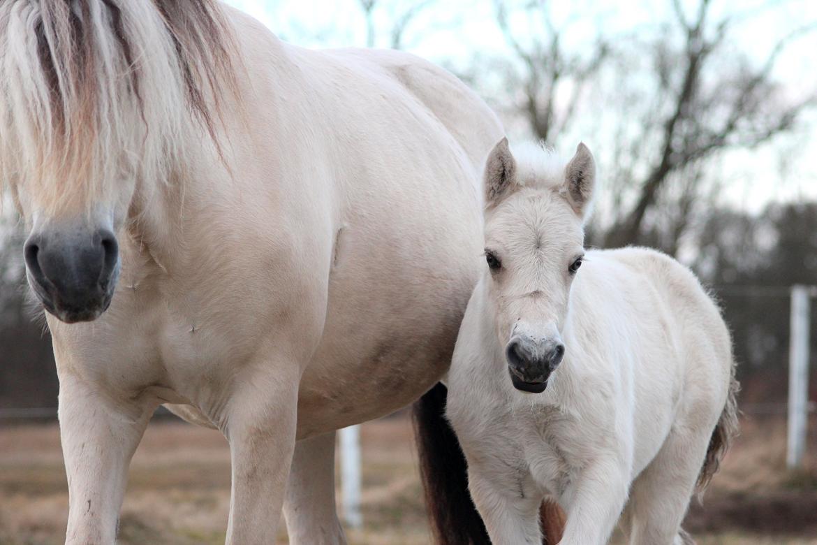 Fjordhest Gyldenfjords Knajser **Solgt** billede 11