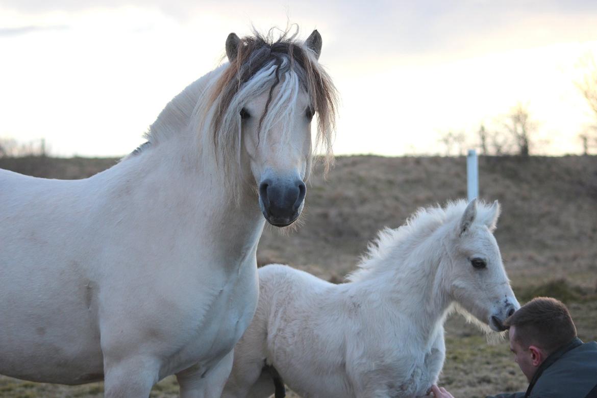 Fjordhest Gyldenfjords Knajser **Solgt** billede 12