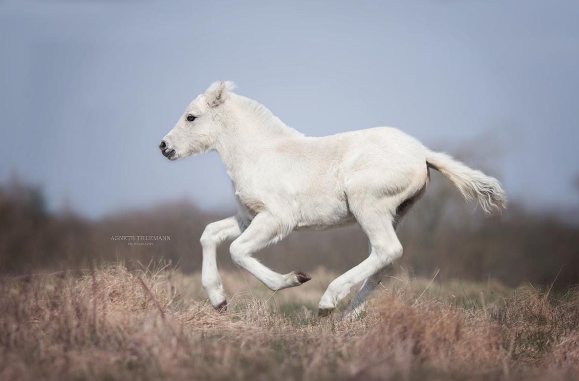 Fjordhest Gyldenfjords Knajser **Solgt** billede 14