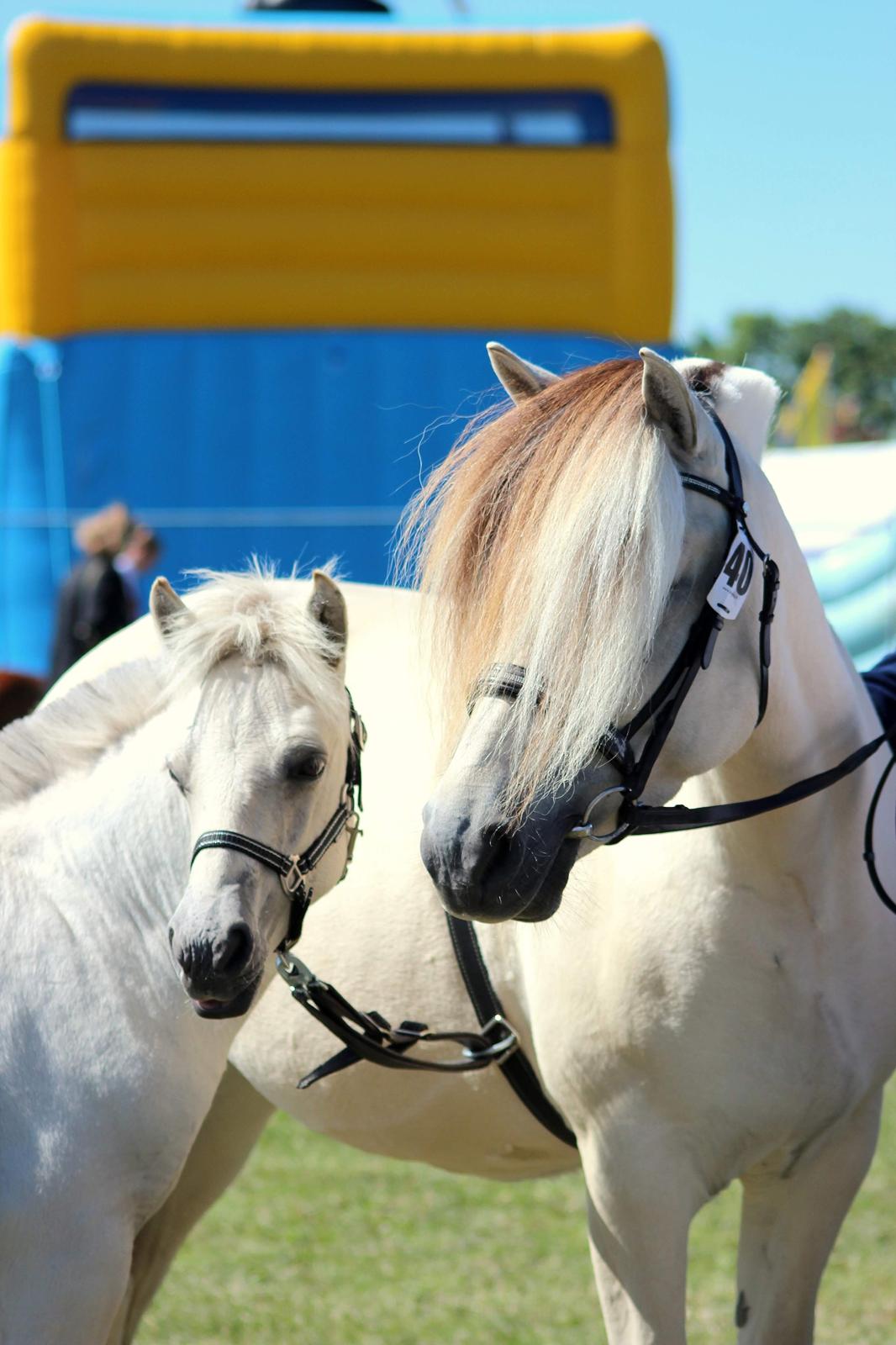 Fjordhest Gyldenfjords Knajser **Solgt** billede 1