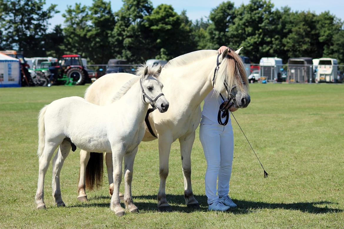 Fjordhest Gyldenfjords Knajser **Solgt** billede 16
