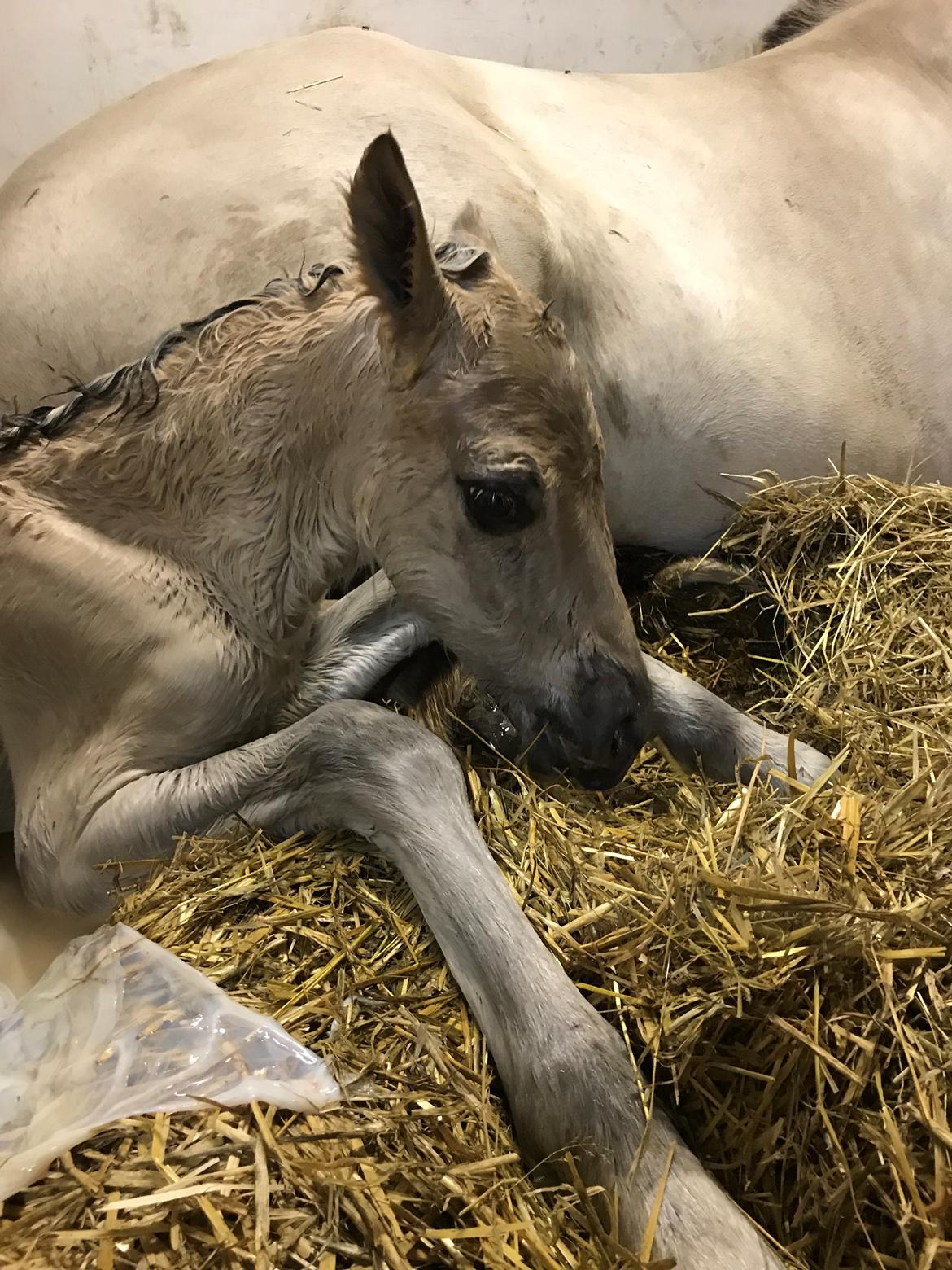 Fjordhest Gyldenfjords valiant billede 2
